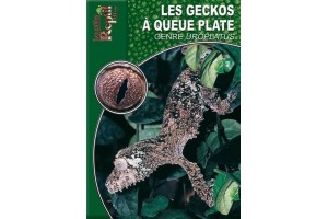 Les Geckos à queue plate - genre Uroplatus Guide Reptilmag